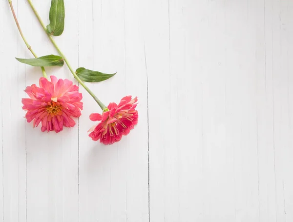 Fondo Con Flores Zinnia —  Fotos de Stock