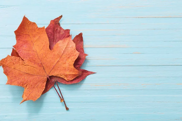 Autumn Maples Blue Wooden Background — Stock Photo, Image