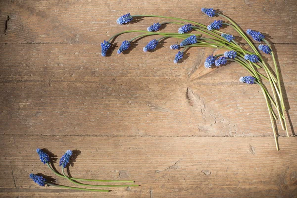 Muscari Květiny Staré Dřevěné Pozadí — Stock fotografie