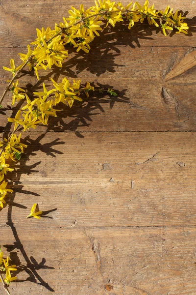 古い木製の背景に黄色のレンギョウ — ストック写真
