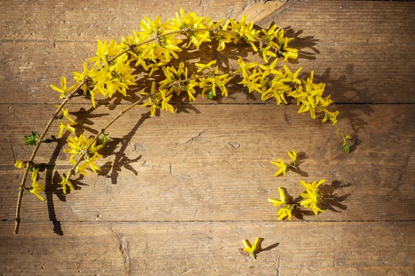 Forsythia Gialla Sfondo Vecchio Legno — Foto Stock