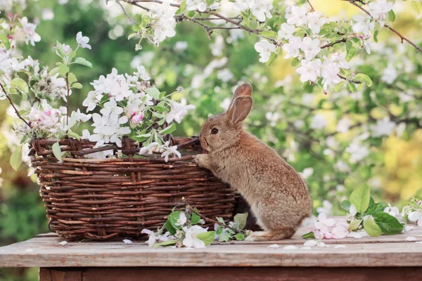 Little Rabbit Spring Orchard — Stock Photo, Image