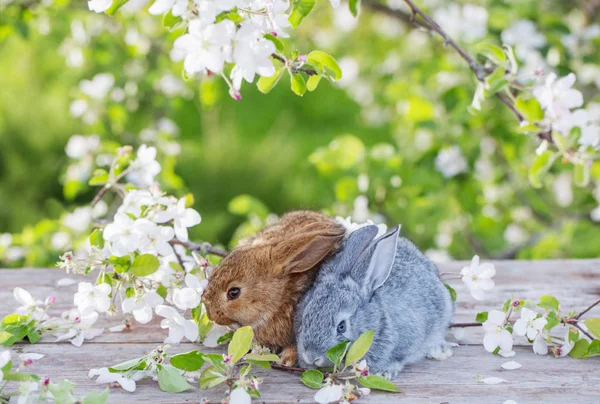 Lilla Kanin Vår Fruktträdgård — Stockfoto