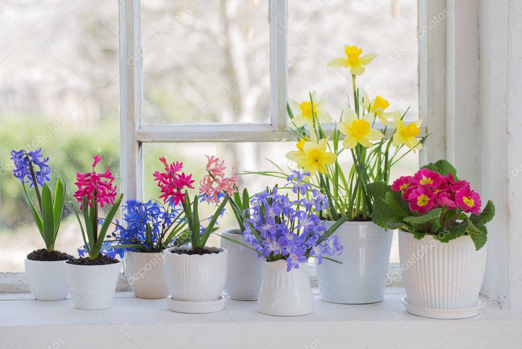 Spring Flowers Windowsill — Stock Photo © Kruchenkova 209405626
