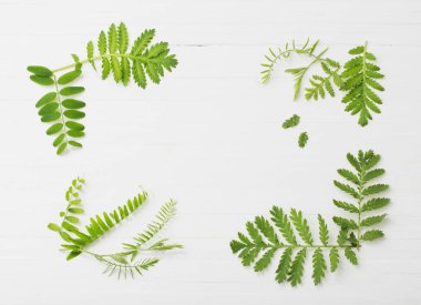 Beyaz ahşap arkaplanda yeşil yapraklar