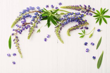 Lupine Beyaz ahşap zemin üzerinde