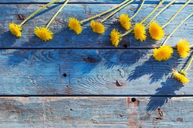 Dandelions eski ahşap zemin üzerine