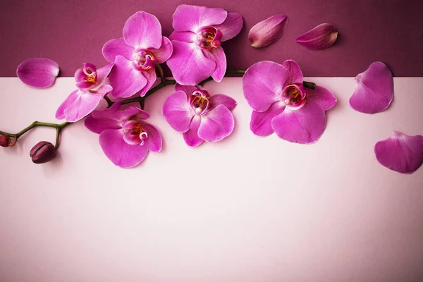 Belas Flores Orquídea — Fotografia de Stock