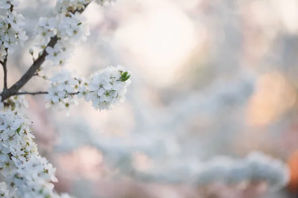 Ramo Fiorito Nel Frutteto — Foto Stock