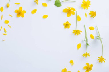 Beyaz arkaplanda sarı çiçekler