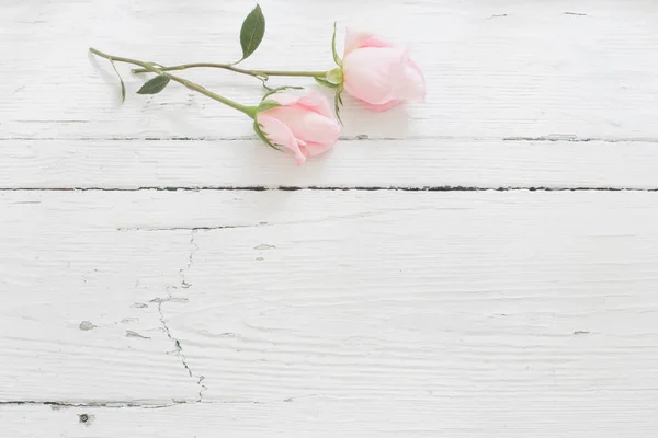 Pink Roses White Wooden Background — Stock Photo, Image