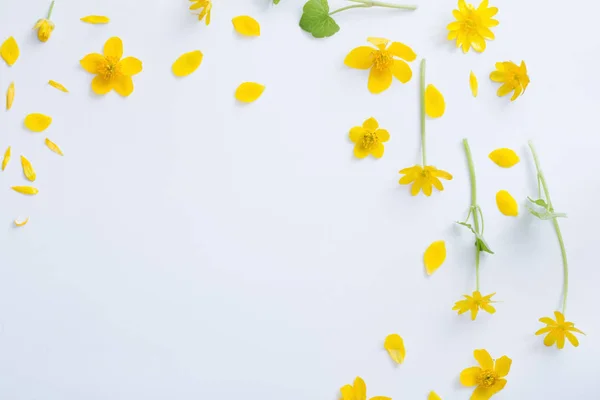 Gule Blomster Hvit Bakgrunn – stockfoto