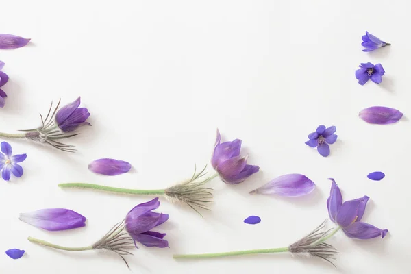 Primavera Flores Violetas Sobre Fondo Blanco — Foto de Stock