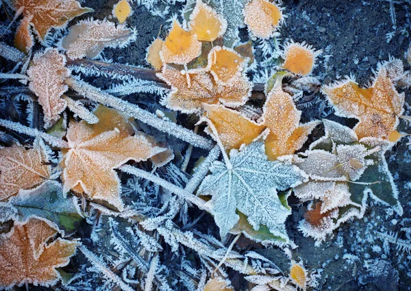 Background Autumn Leaves Frost — Stock Photo, Image