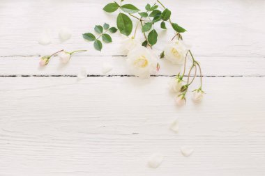 Gül Beyaz ahşap zemin üzerinde
