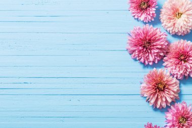 pink chrysanthemums on blue wooden background clipart