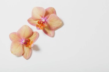 Orkide beyaz zemin üzerine