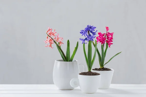 Hyacinth Pot White Background — Stock Photo, Image