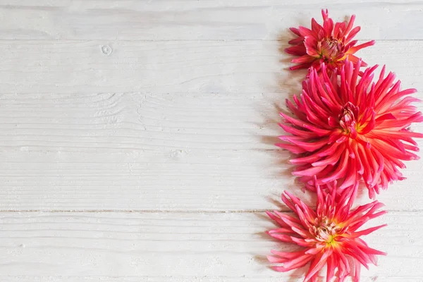 Dalia Rosa Sobre Fondo Madera —  Fotos de Stock