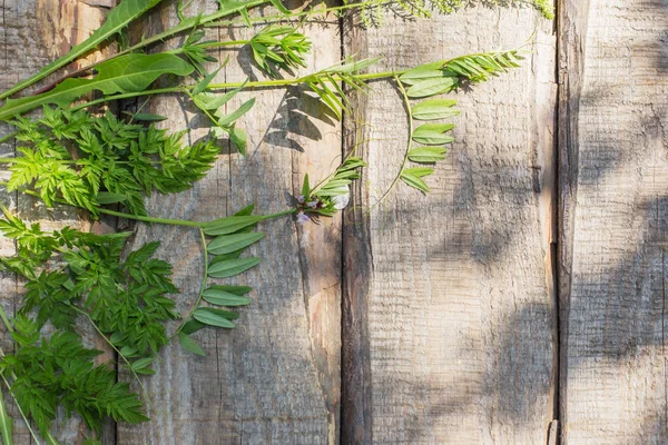 Hojas Verdes Sobre Fondo Madera Viejo —  Fotos de Stock