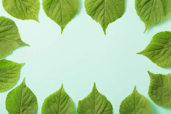 Зеленые Листья Бумажном Фоне — стоковое фото