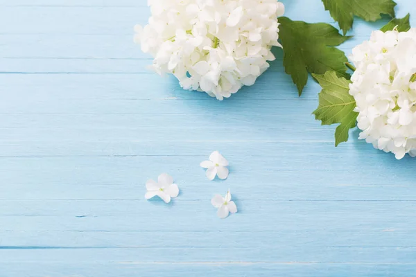 Viburnum Decorativo Sobre Fondo Madera — Foto de Stock