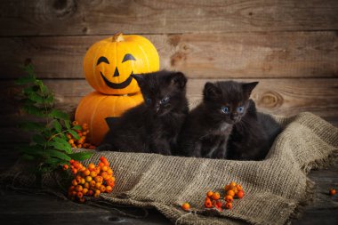 halloween pumpkins ile siyah küçük kedi
