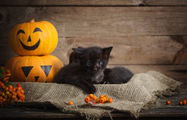 halloween pumpkins ile siyah küçük kedi