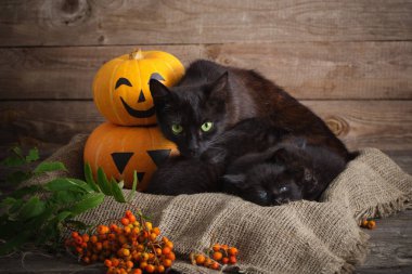 halloween pumpkins ile siyah küçük kedi
