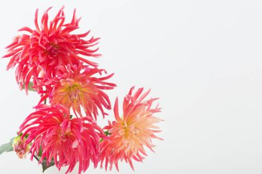 Beyaz arka plan üzerinde yıldız çiçeği çiçek