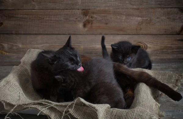 Anne Kedi Yavru Kedi Uyku Ile — Stok fotoğraf