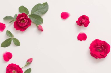 Beyaz arkaplanda kırmızı güller