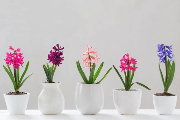 Hyacinth Pot White Background — Stock Photo, Image