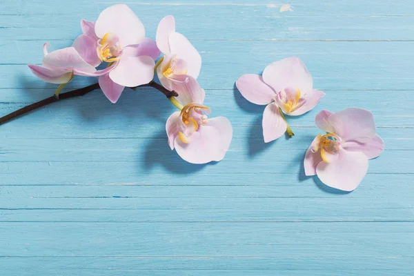 Orkide cins Stadyumu mavi ahşap arka plan