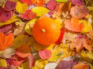 sonbahar arka plan üzerinde turuncu kabak bırakır