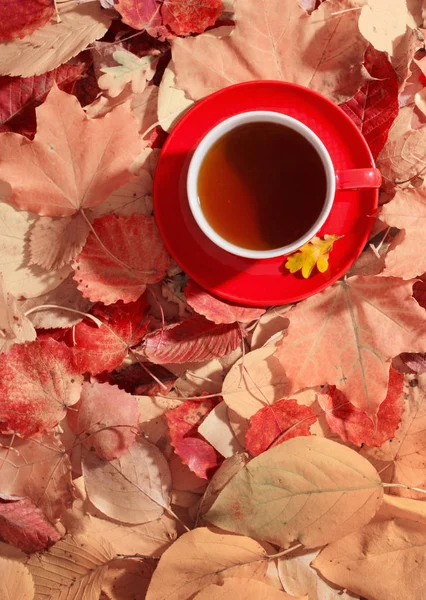 Taza Roja Sobre Fondo Hojas Otoño — Foto de Stock