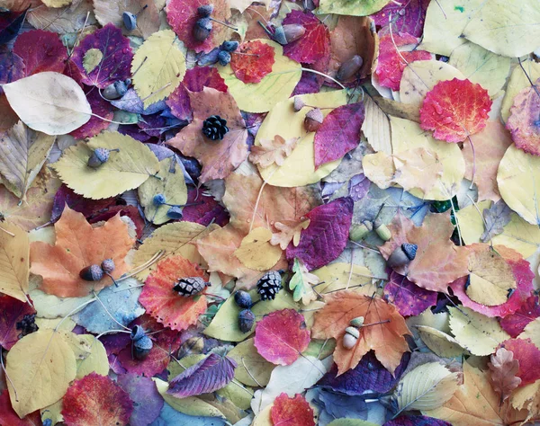 Folhas Outono Com Gotas Chuva — Fotografia de Stock