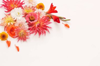 Beyaz arka plan üzerinde sonbahar çiçekler