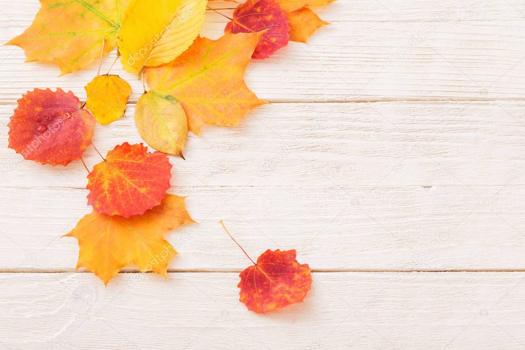 the autumn leaves on white wooden background