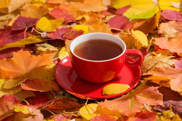 Červený Šálek Čaje Pozadí Podzimní Listí — Stock fotografie