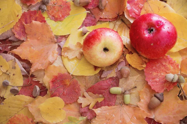 リンゴと秋の葉に雨が降って — ストック写真