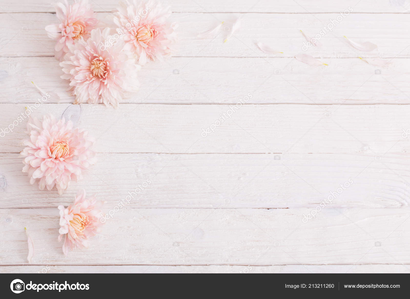 Chrysanthemum White Wooden Background Stock Photo by ©Kruchenkova 213211260