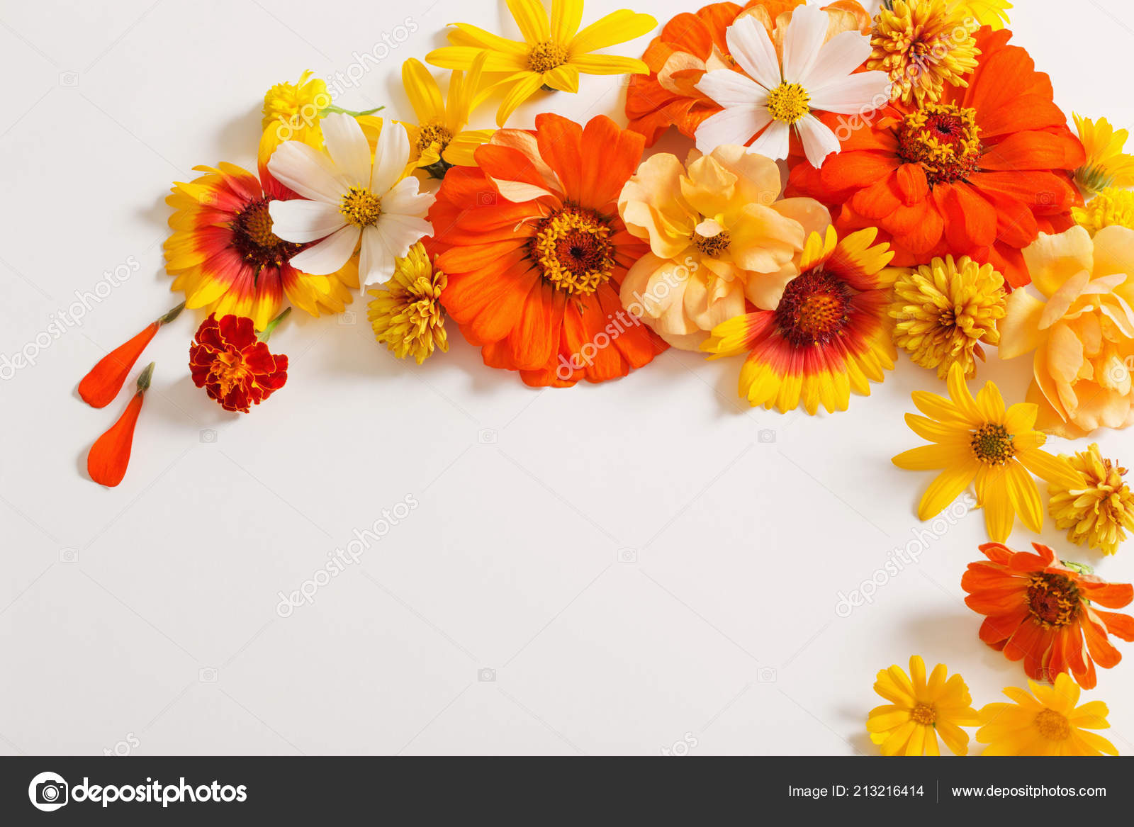 Yellow Orange Flowers White Background Stock Photo by ©Kruchenkova ...