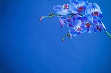 Mavi arka plan üzerinde orkide