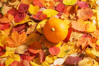 sonbahar arka plan üzerinde turuncu kabak bırakır