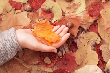 Elinde turuncu akçaağaç yaprağı