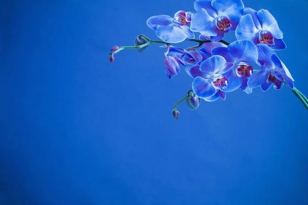 在蓝色背景上的兰花 — 图库照片