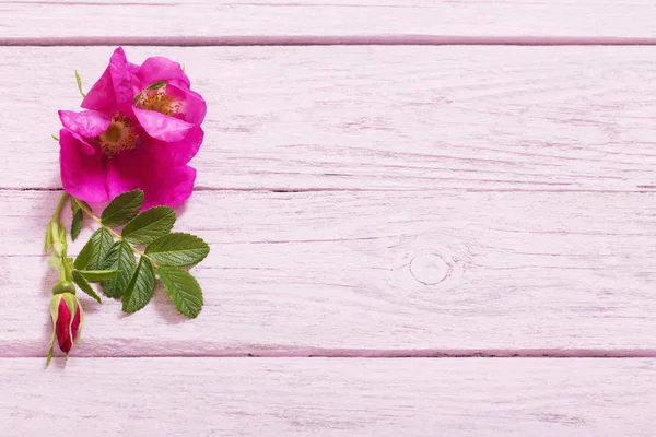 Rosas Cor Rosa Mesa Madeira — Fotografia de Stock