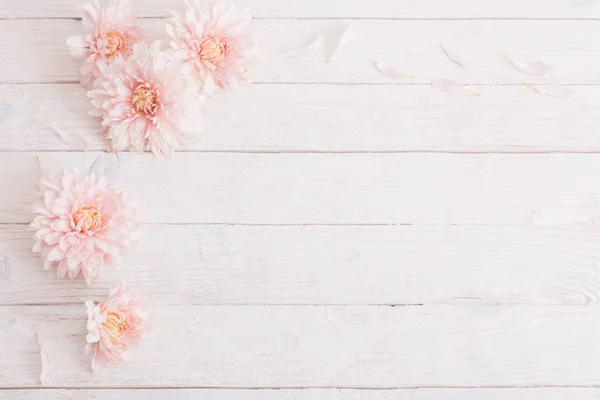 Chrysanthème Sur Fond Blanc Bois — Photo