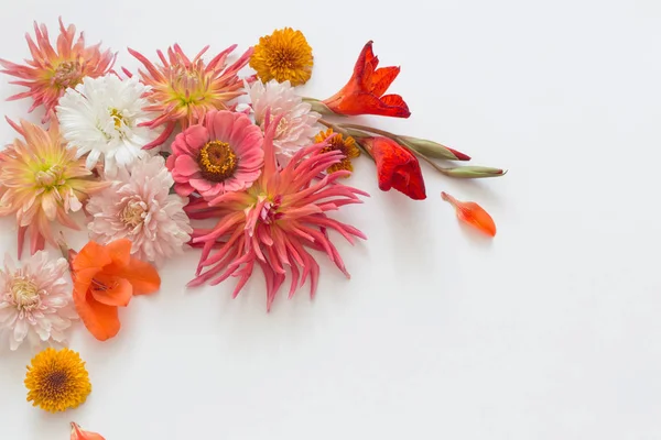 Beyaz Arka Plan Üzerinde Sonbahar Çiçekler — Stok fotoğraf